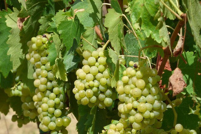 Gourmet Wine Tour San Gimignano Wine Tasting - San Quirico Winery - Who Will Love This Tour?