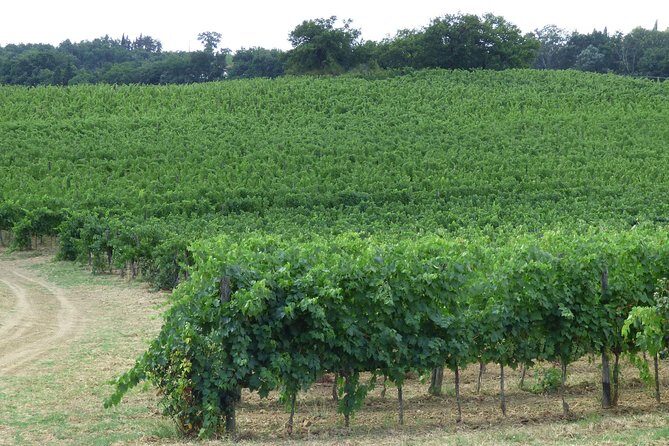 Gourmet Wine Tour San Gimignano Wine Tasting - San Quirico Winery - Final Thoughts