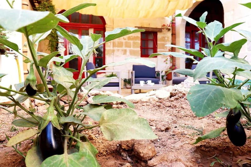 Gozo: Traditional and Local Breakfast in a Historic building - Final Thoughts