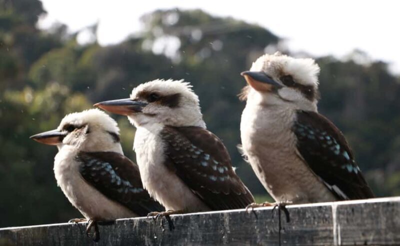 Grampians National Park Small-Group Eco Day Tour - Final Thoughts