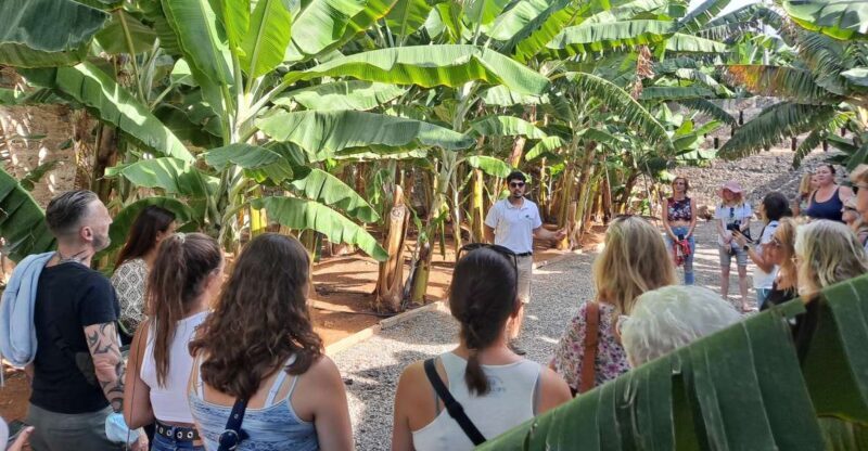 Gran Canaria: Banana World Guided Tour & Tasting - Key Points