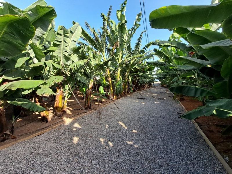 Gran Canaria: Banana World Guided Tour & Tasting - Banana tastings: jams, juices, banana wine, and more