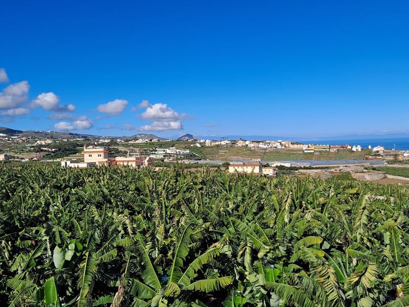 Gran Canaria: Banana World Guided Tour & Tasting - Where the wine selection fits in (and why it’s a smart inclusion)