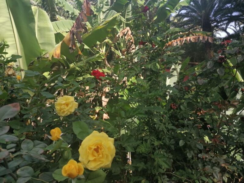 Gran Canaria: Camel Ride at Camel Safari Park - Final Thoughts