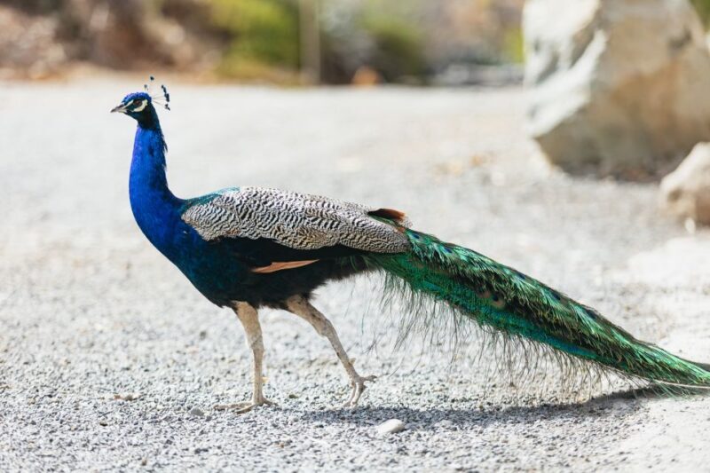 Gran Canaria: Camel Ride Safari w/ Optional Food & Transport - Key Points