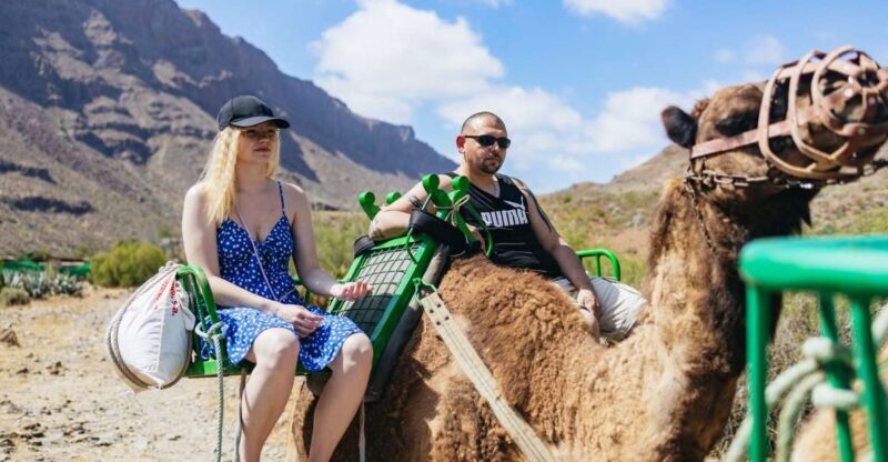 Gran Canaria: Camel Ride Safari w/ Optional Food & Transport - An Honest Look at the Experience