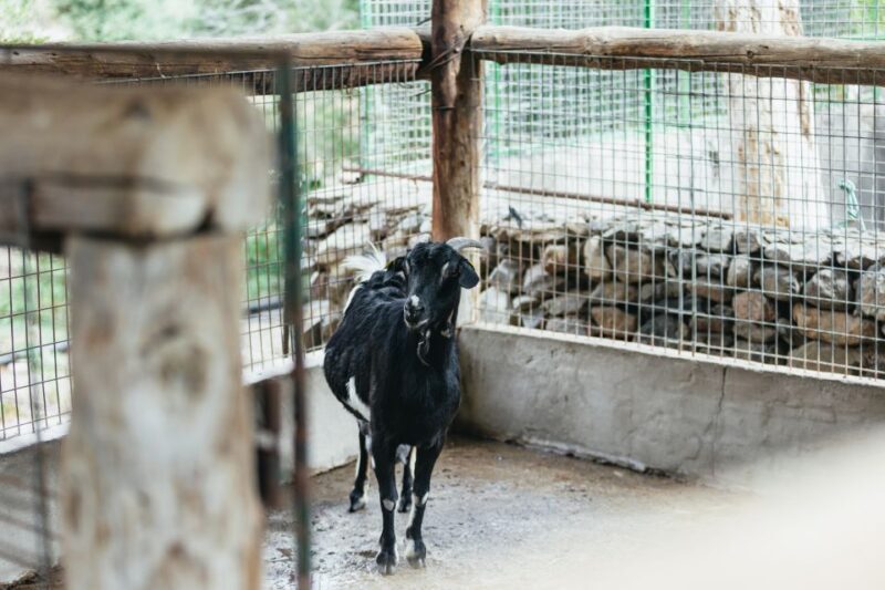 Gran Canaria: Camel Ride Safari w/ Optional Food & Transport - FAQ