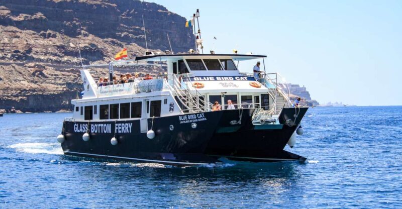 Gran Canaria: Catamaran Dolphin Watch Cruise with Snorkeling - Key Points