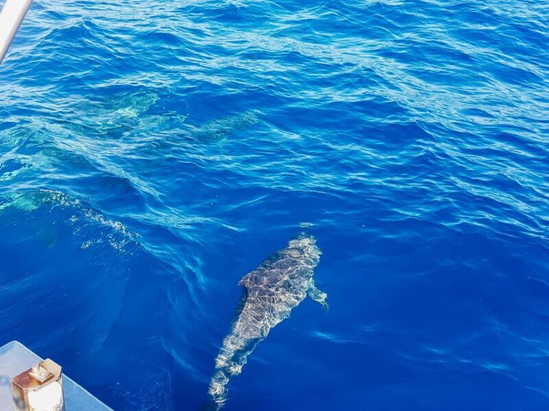 Gran Canaria: Catamaran Dolphin Watch Cruise with Snorkeling - Practical Details and Tips