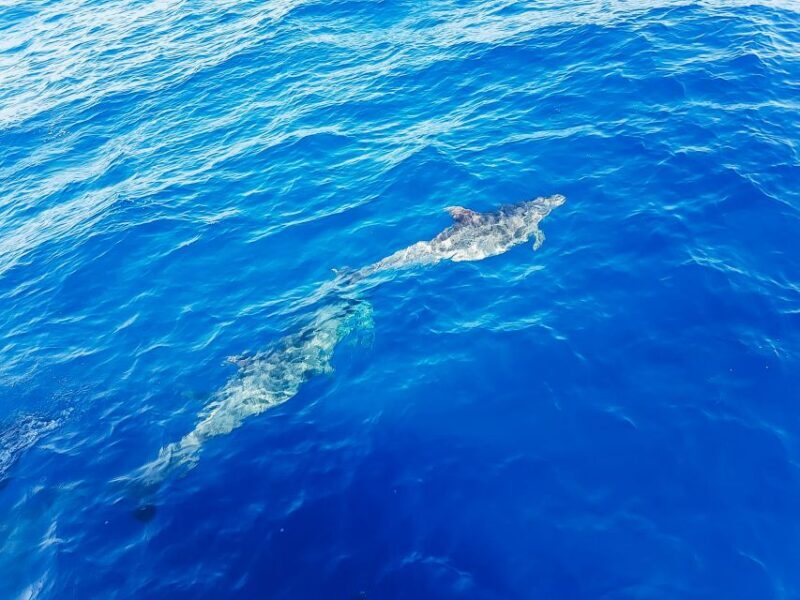 Gran Canaria: Catamaran Dolphin Watch Cruise with Snorkeling - FAQs