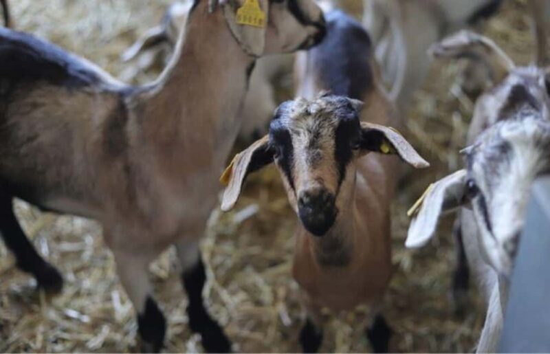 Gran Canaria: Cheese workshop in Agüimes - Key Points