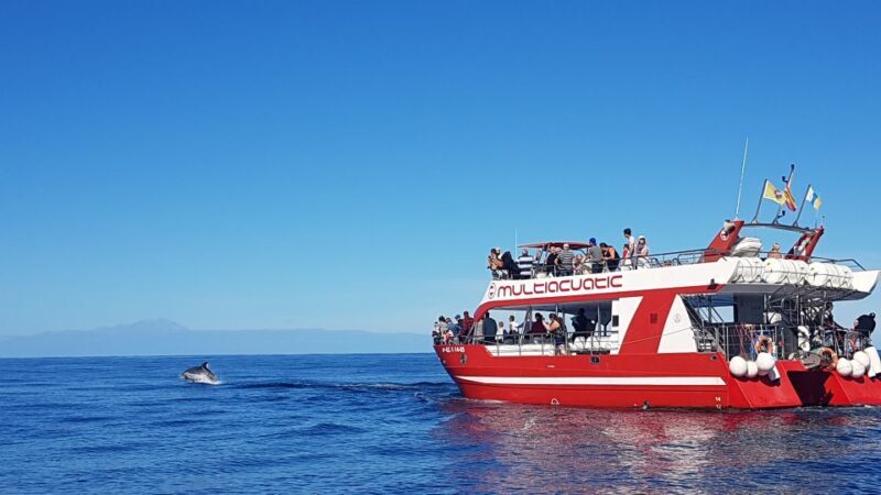Gran Canaria: Dolphin and Whale Watching Cruise - An Honest Look at the Dolphin and Whale Watching Cruise