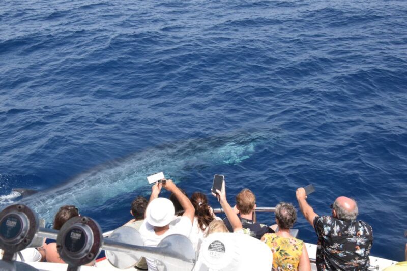 Gran Canaria: Dolphin and Whale Watching Cruise - FAQs about the Dolphin and Whale Watching Cruise