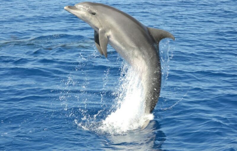 Gran Canaria: Dolphin and Whale Watching Cruise - Final Thoughts