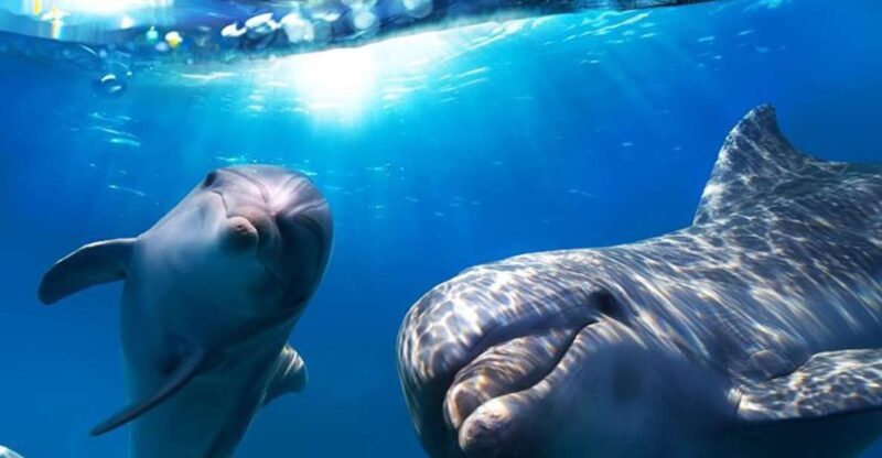 Gran Canaria: Dolphin and Whale Watching Cruise - Key Points