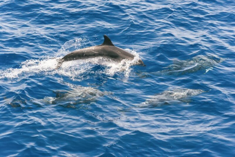 Gran Canaria: Dolphin and Whale Watching Cruise - Who Will Love This Tour?