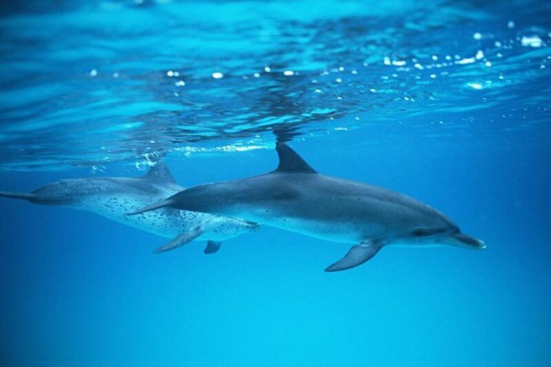Gran Canaria: Dolphin and Whale Watching Cruise - Pricing and Value