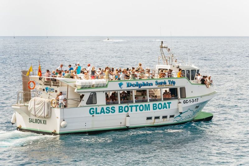 Gran Canaria: Dolphin and Whale Watching Cruise - Snacks and Drinks: The Cash Bar Reality