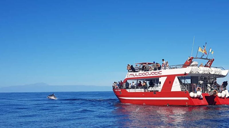 Gran Canaria Dolphin Safari and a swim - Real Experiences and Highlights from Passengers