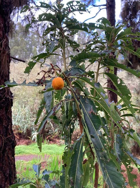 Gran Canaria: excursion to the Laurisilva Forest - Practical Tips for Your Hike