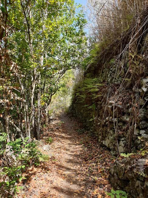 Gran Canaria: excursion to the Laurisilva Forest - The Sum Up