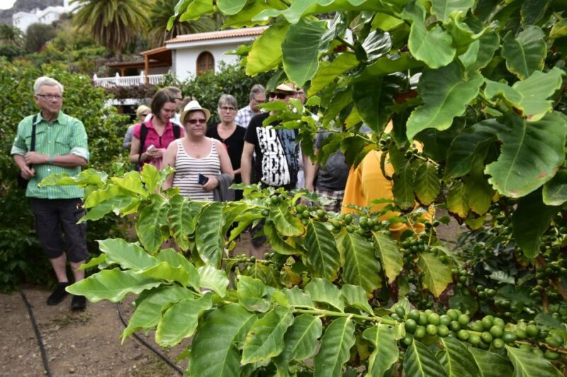 Gran Canaria: Grand Island Tour by Bus with Transfers - The Pros and Cons in a Nutshell