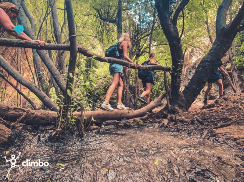 Gran Canaria: Guided Day Tour to Rainforest with Tasting - Key Points