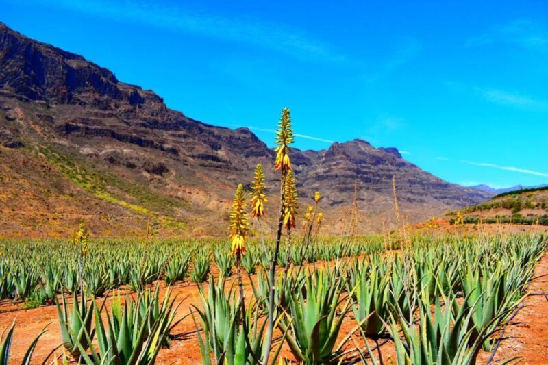 Gran Canaria Highlights Full-Day Tour by Bus - Key Points