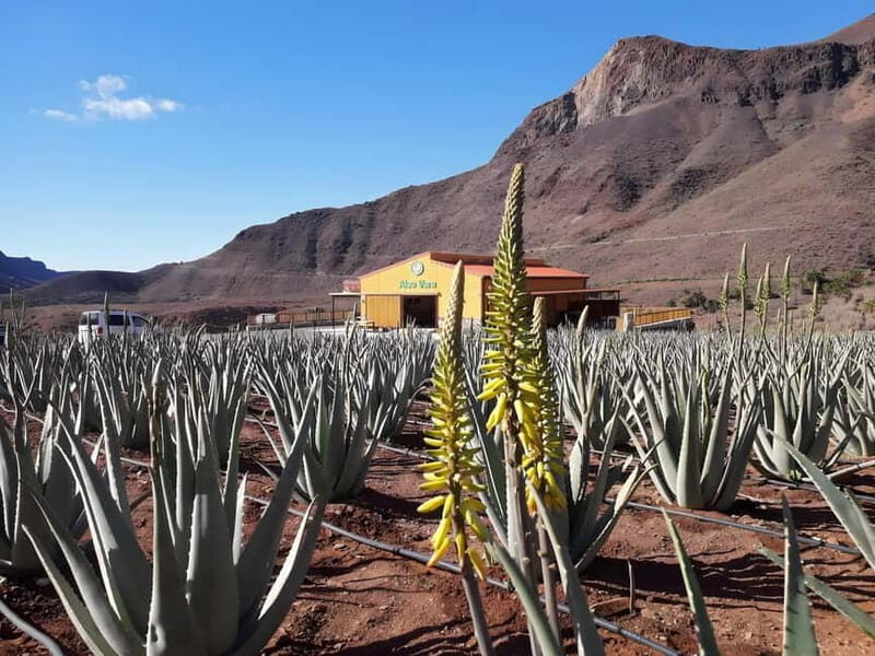 Gran Canaria: Island Highlights Tour with Optional Lunch - Practical Tips for Your Day