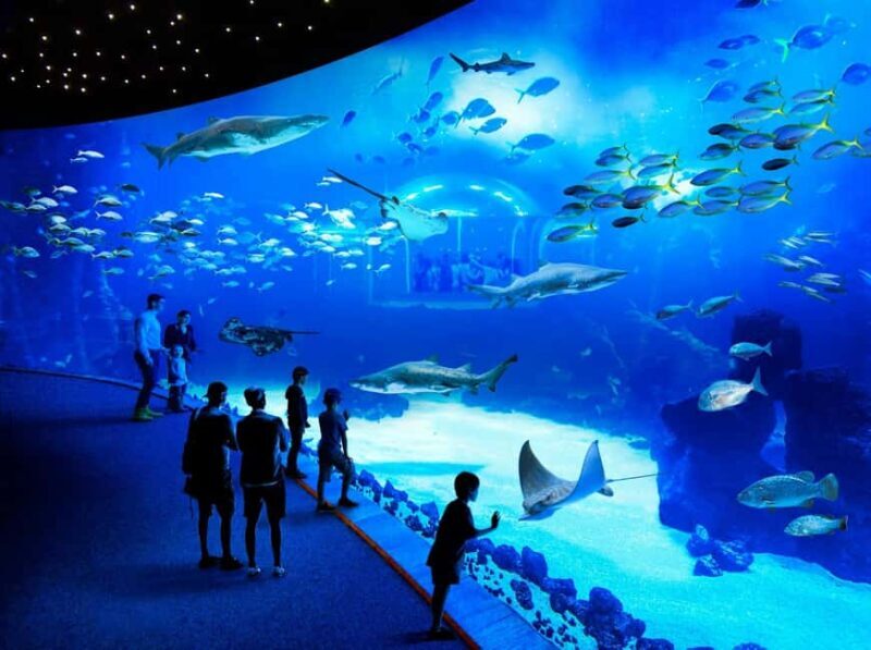 Gran Canaria: Poema del Mar Aquarium & Guayadeque Tour - Key Points