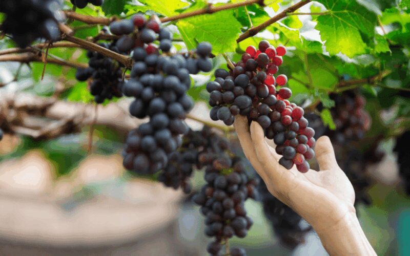 Gran Canaria: Rum, Wines and Banana Tour - A Deep Dive into the Tour Itself