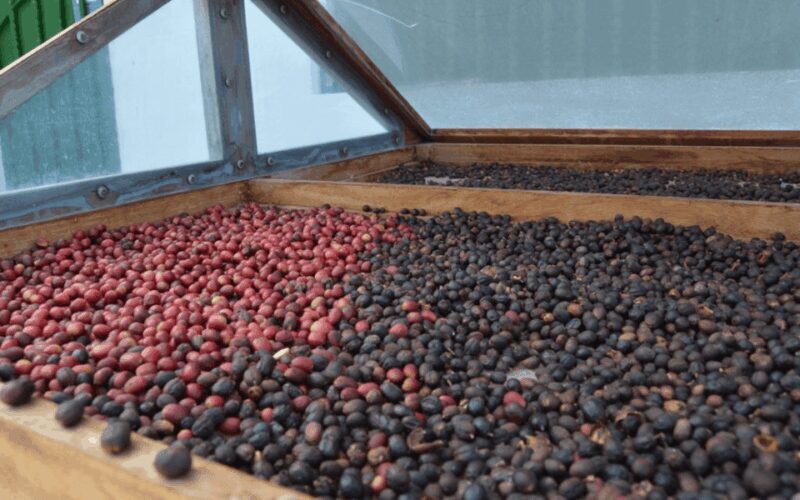 Gran Canaria: Rum, Wines and Banana Tour - FAQ