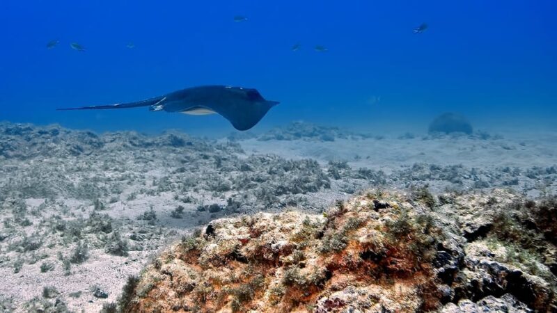 Gran Canaria Scuba Diving: 1-Day 2-Dive Package - The Sum Up