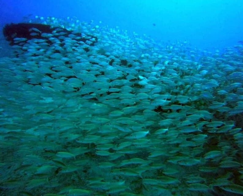 Gran Canaria: Scuba Diving for Beginners - Who Is This Tour Best For?