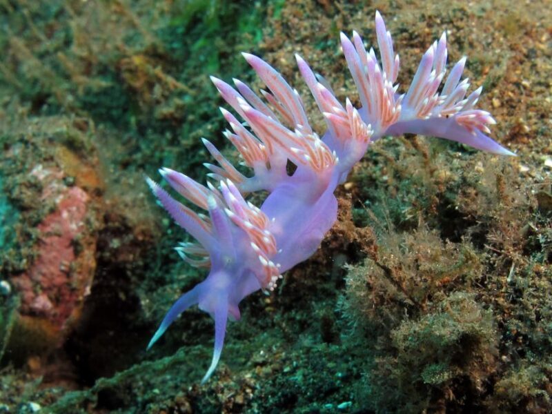 Gran Canaria Scuba Diving for Certified Divers - Exploring Gran Canaria’s Underwater Wonders: A Guide to the Certified Diver Experience