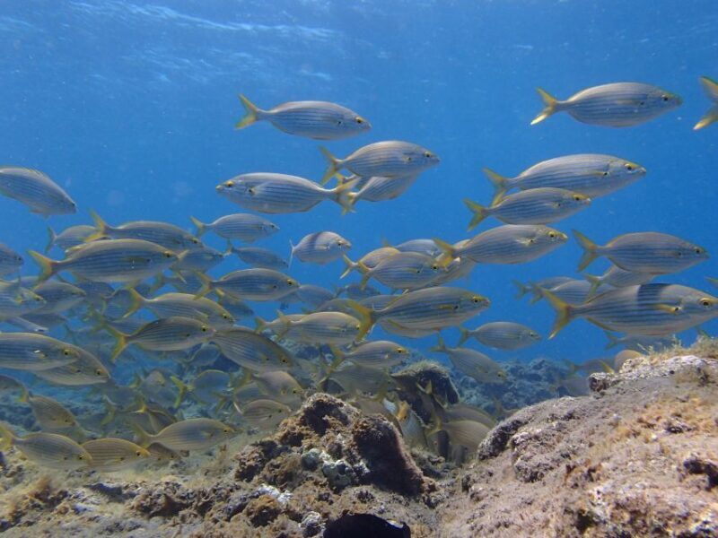 Gran Canaria Scuba Diving for Certified Divers - The Price and Overall Value