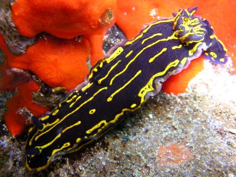 Gran Canaria Scuba Diving for Certified Divers - The Experience: What You’ll Feel and See