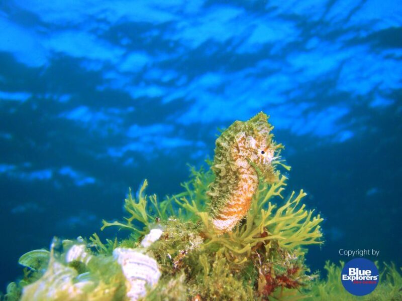 Gran Canaria Scuba Diving for Certified Divers - Who Is This Tour Best For?