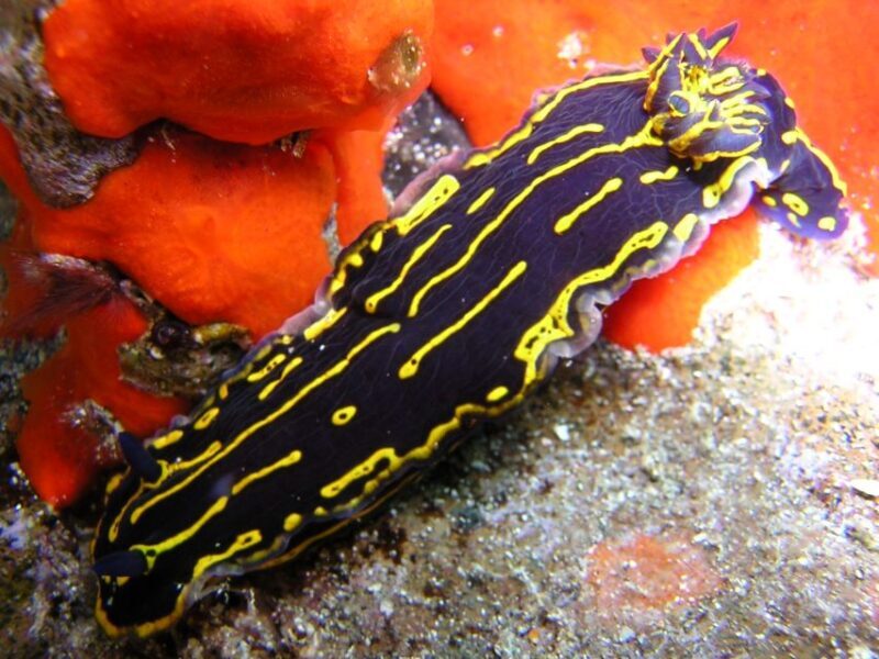 Gran Canaria Scuba Diving for Certified Divers - FAQs