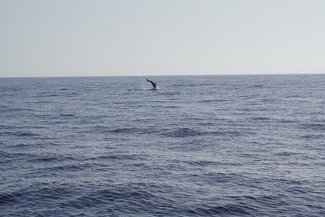 Gran Canaria Sunset Dolphin Watching Activity - An In-Depth Look at the Sunset Dolphin Watching Experience