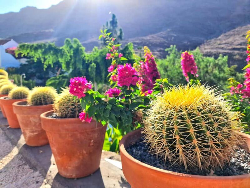 Gran Canaria: Tasting wine & local cheese in Mogan - Final Thoughts