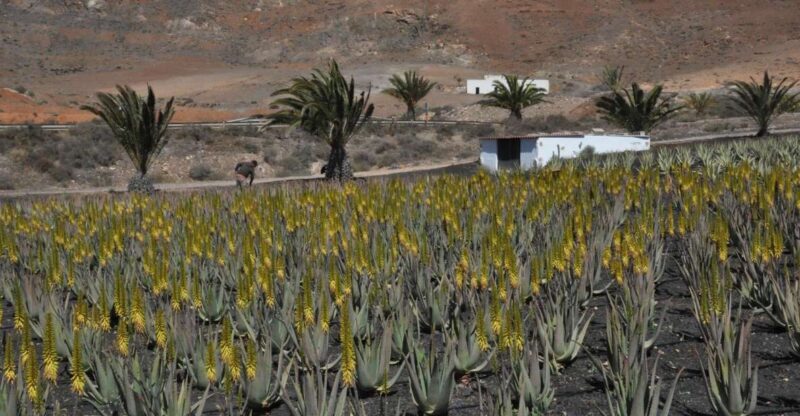 Gran Canaria Tour: Past and Present - Who Should Consider This Tour?