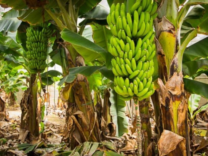 Gran Canaria Tour: Past and Present - Final Thoughts