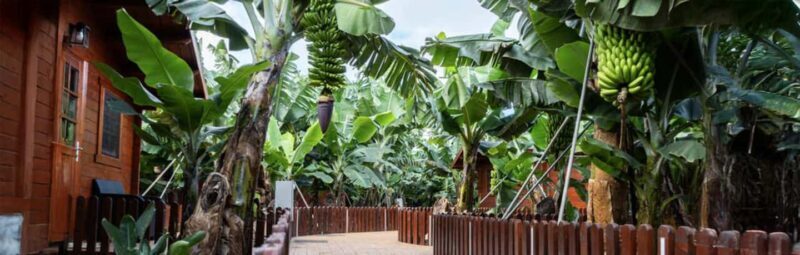 Gran Canaria Traditional: Arucas, Firgas, and Teror - The Itinerary Breakdown: What You Can Expect