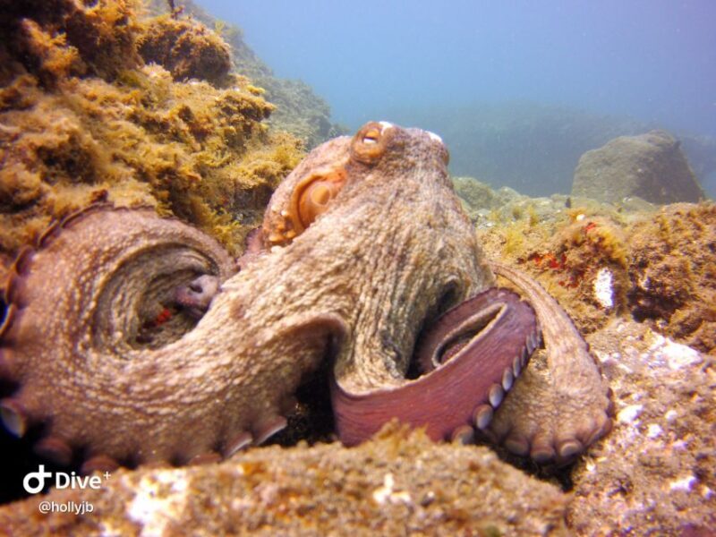 Gran Canaria: Try Scuba Diving for Beginners - Final Thoughts