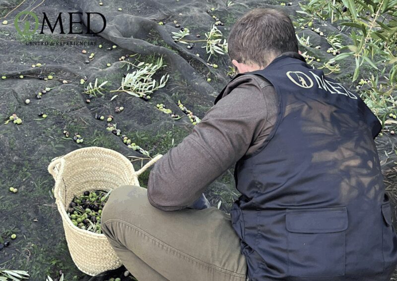 Granada in EVOO: Become a real olive harvester for a day - Granada in EVOO: Become a real olive harvester for a day