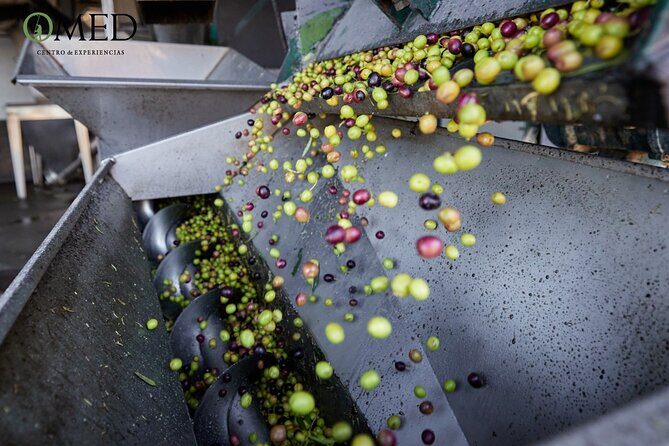 Granada in EVOO: Guided tour and unique sensorial tasting - The Sum Up