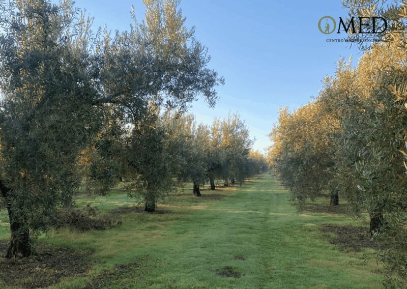 Granada in EVOO: Olive grove guided tour and sensory tasting - The Detailed Breakdown
