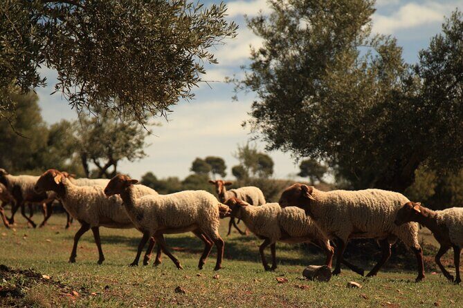 Granada: Nature, Wildlife and Authentic Villages E-bike Tour - Value for Money: Is it Worth It?