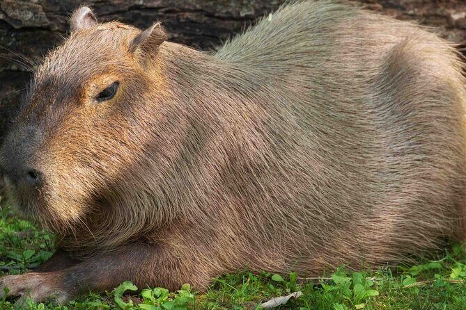 Granby Zoo 1 Day - The Practical Side: Transportation and Costs